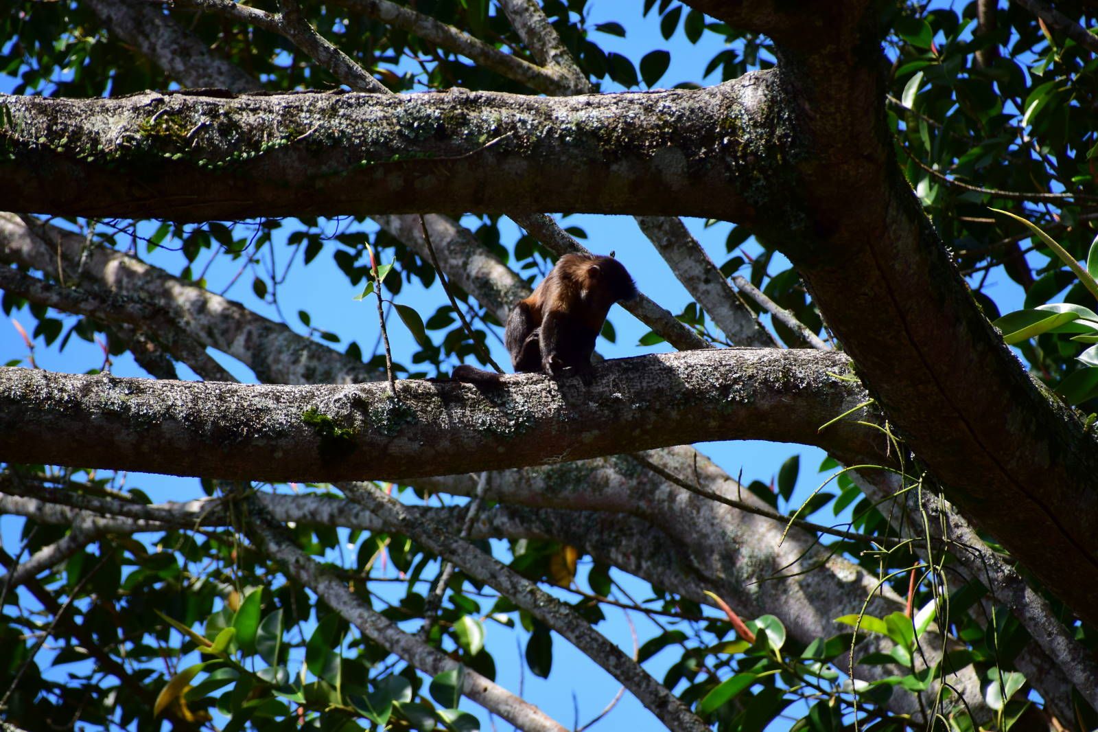 ИзоБразилия акупунктурно. Рио-Игуасу с обеих сторон