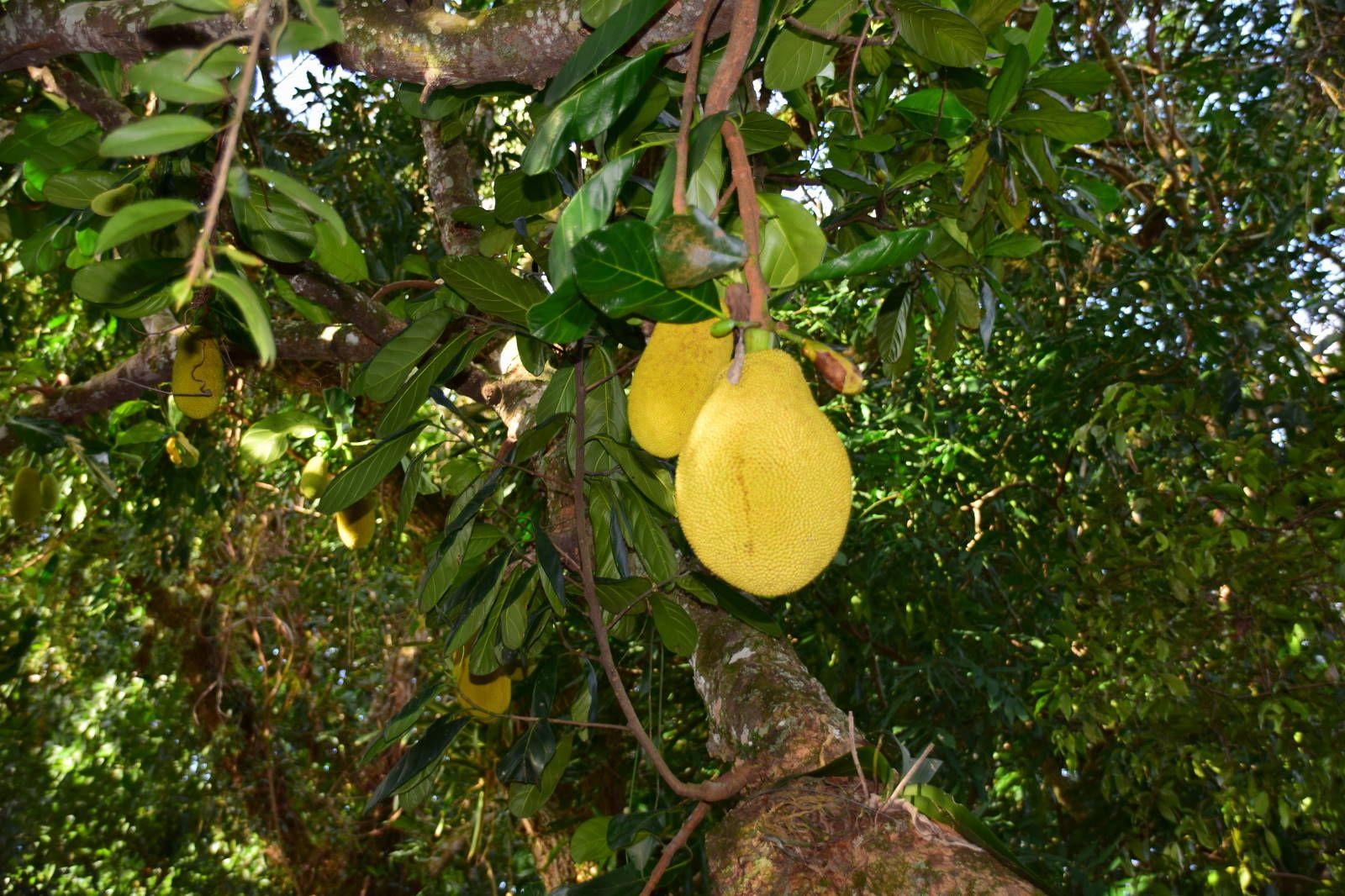 ИзоБразилия акупунктурно. Рио-Игуасу с обеих сторон