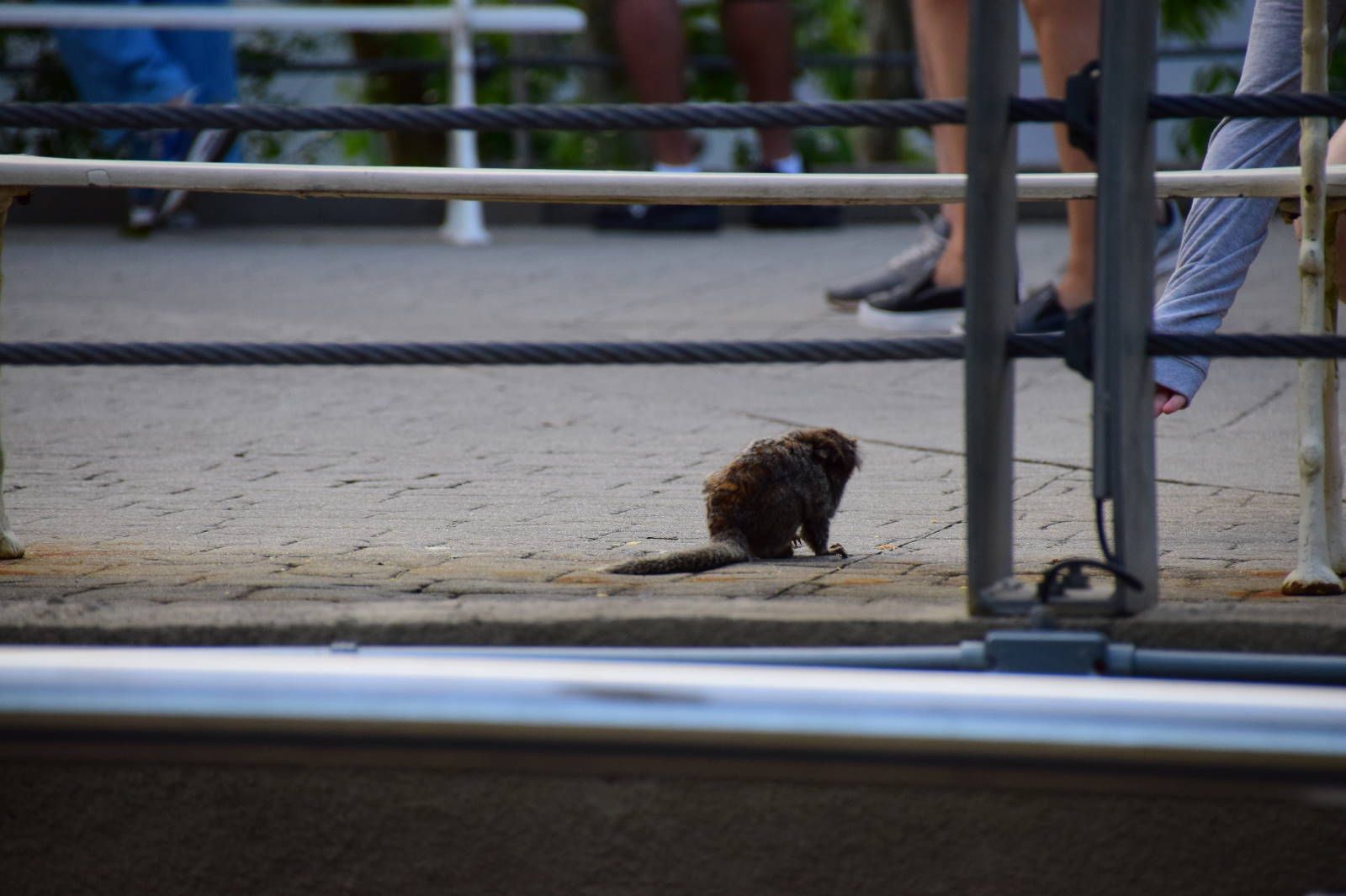 ИзоБразилия акупунктурно. Рио-Игуасу с обеих сторон