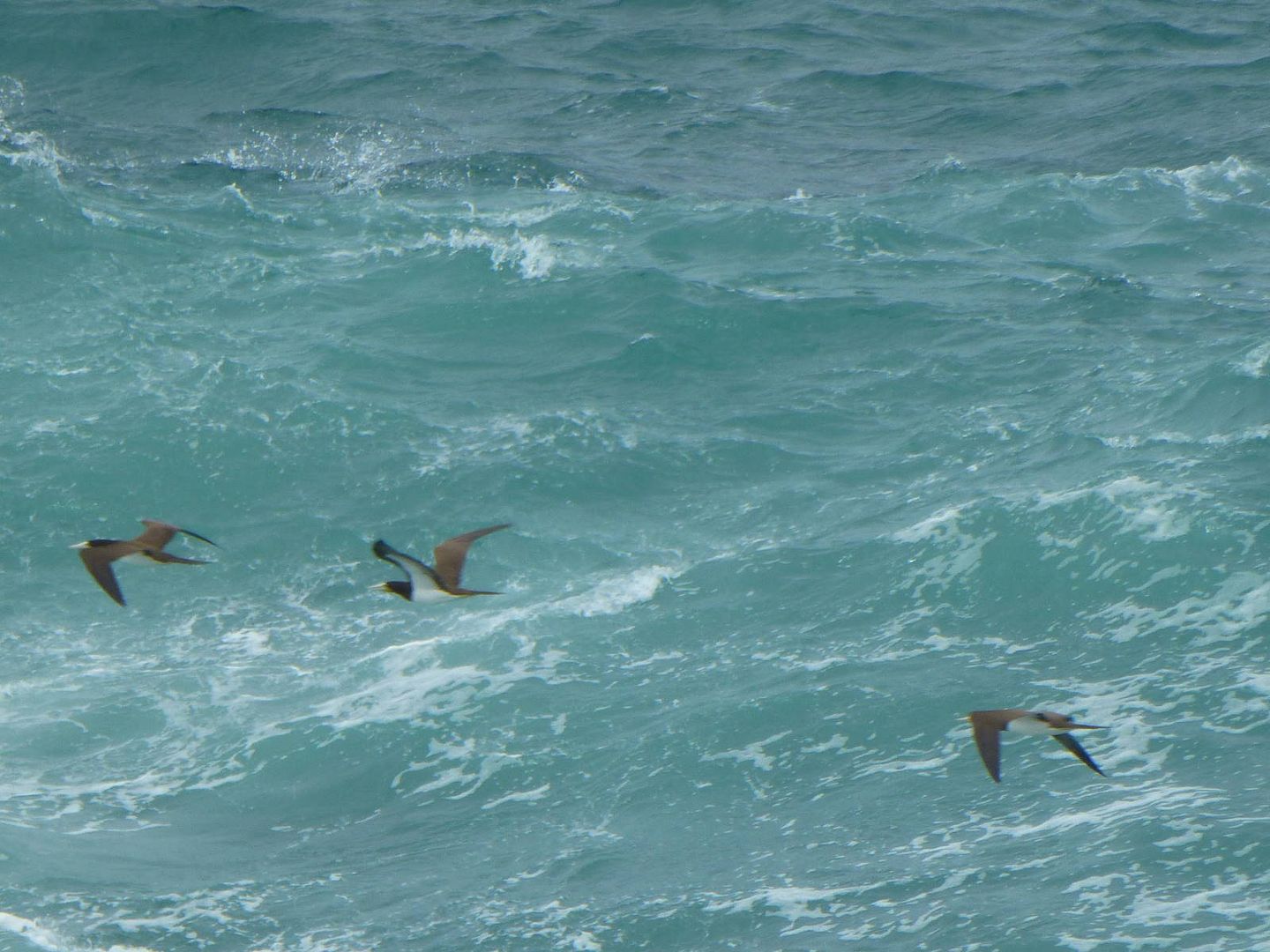 ИзоБразилия акупунктурно. Рио-Игуасу с обеих сторон