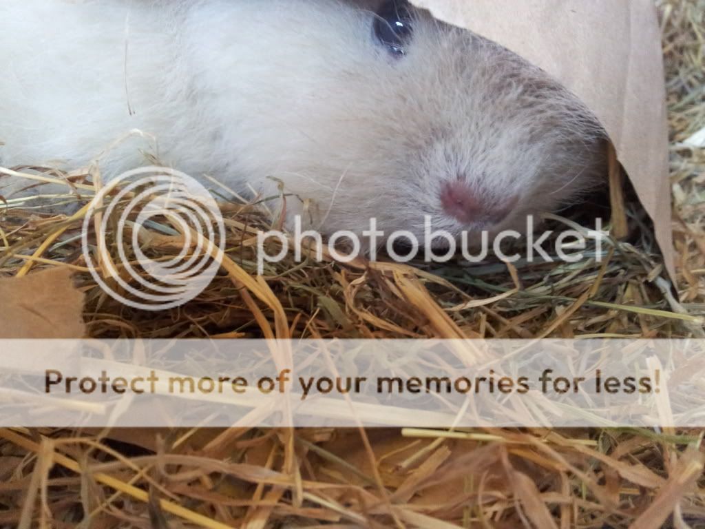 20130326_115033_zps2224662e.jpg